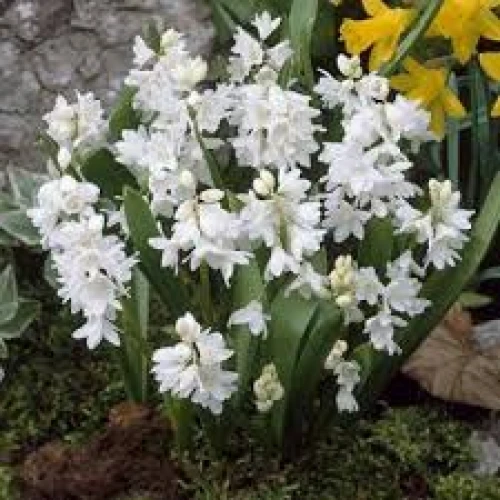 Pushkinia Alba